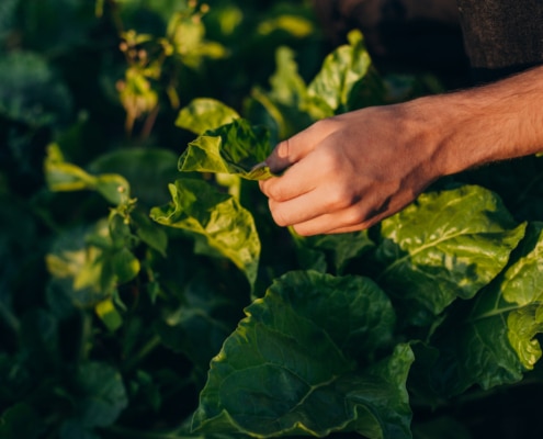 Qué son las prácticas agrícolas regenerativas y qué importancia tienen