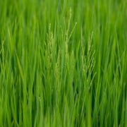 Guía completa sobre el cultivo de arroz