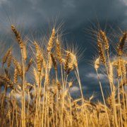 Cuáles son las variedades de trigo más rentables