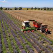 Cómo se cultiva la planta de lavanda