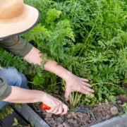 Cuáles son los mejores equipos para la agricultura de pequeña escala