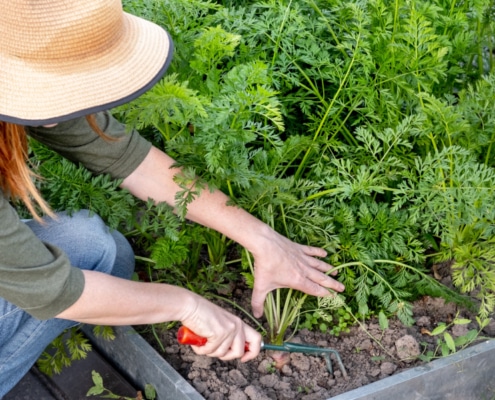 Cuáles son los mejores equipos para la agricultura de pequeña escala