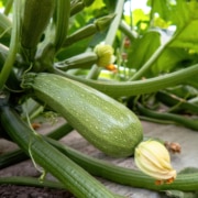 Guía completa para el cultivo de calabacín