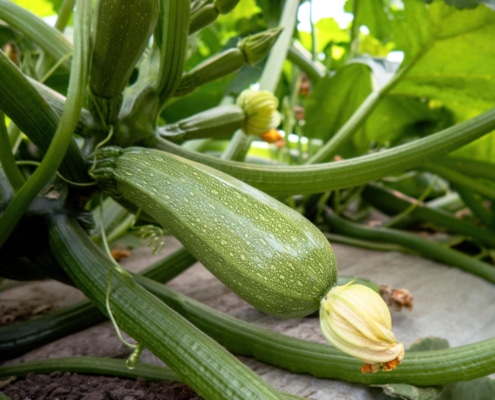 Guía completa para el cultivo de calabacín